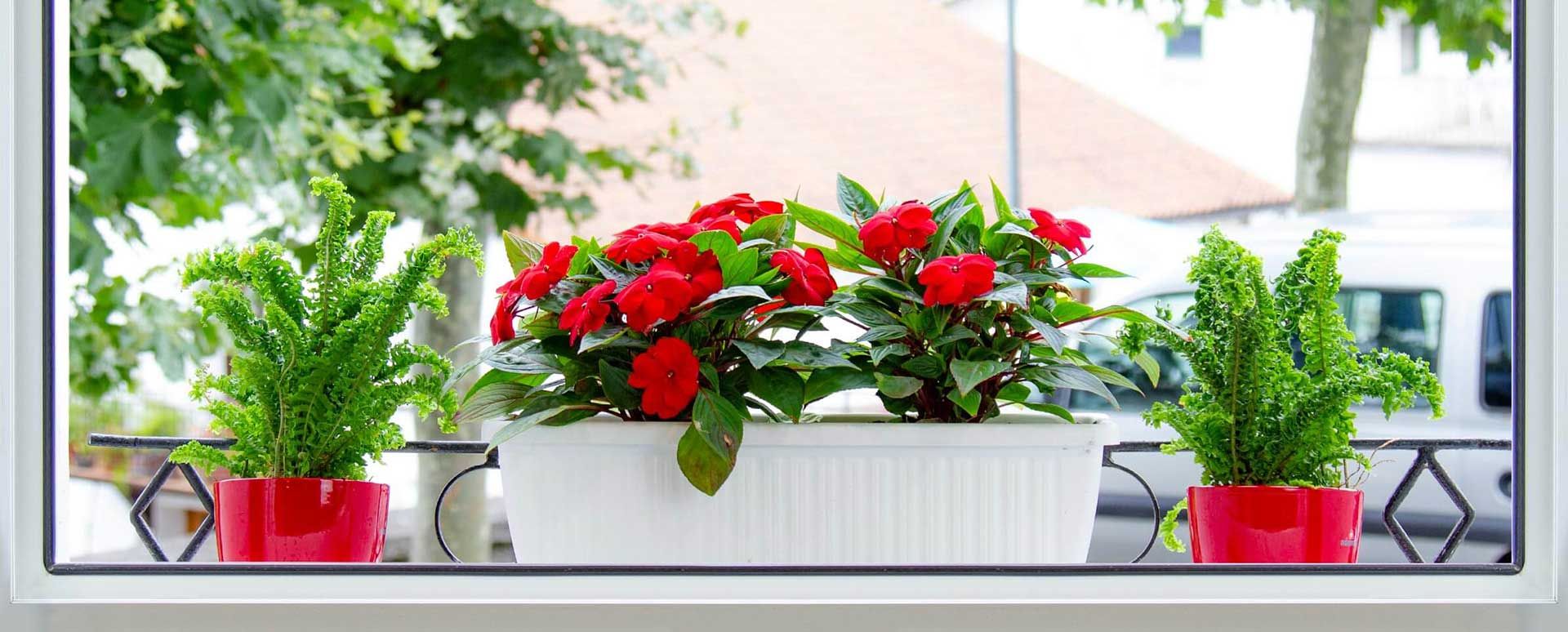balcones-flores-plantas
