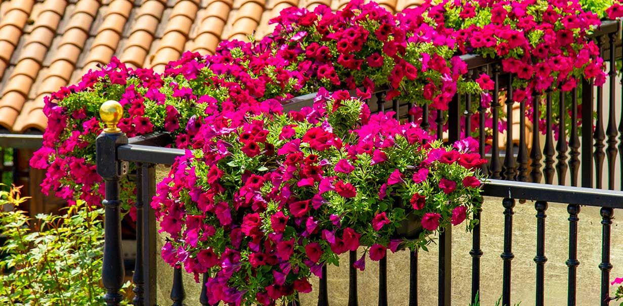 flores-para-balcones