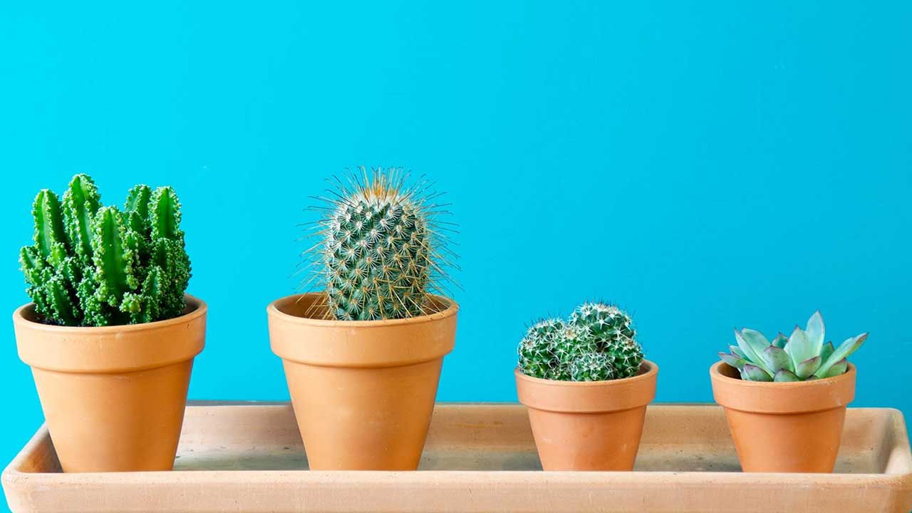 plantas-crasas-cactus
