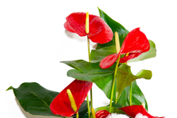 Anthurium con peluche y maceta de cerámica - Imagen 2