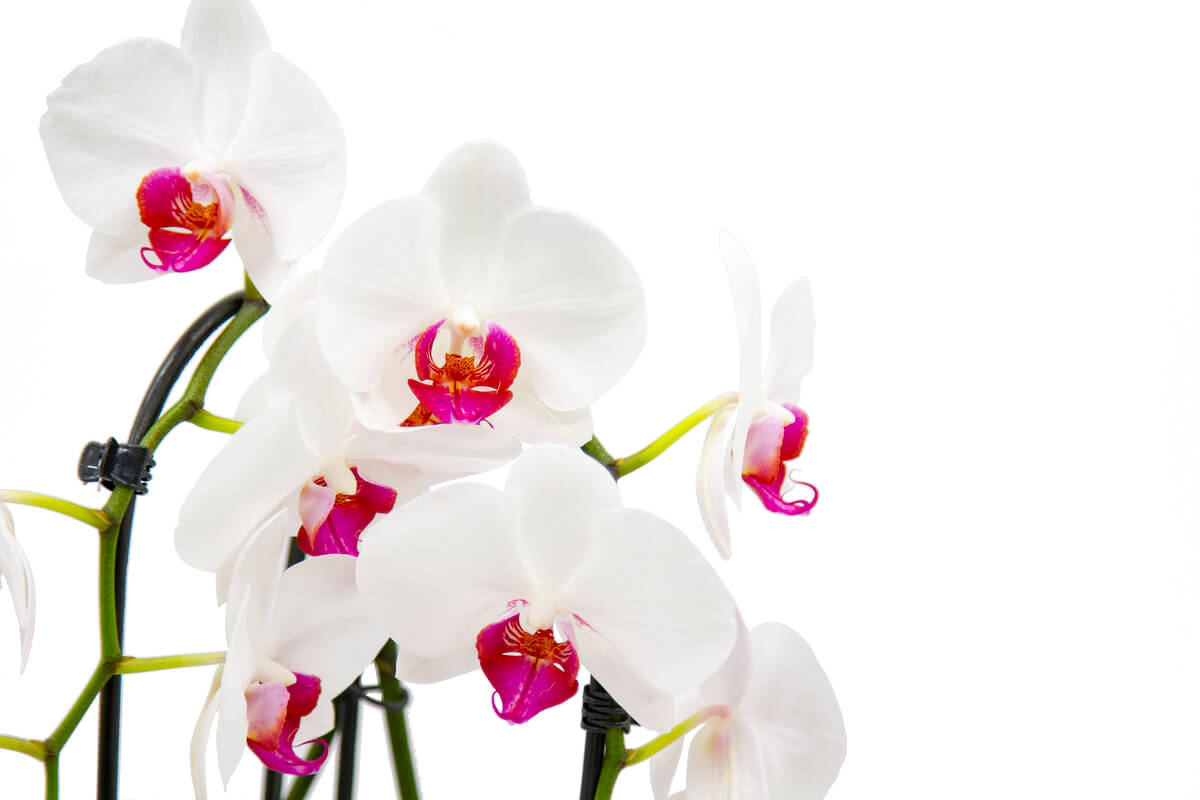 Orquidea blanca en maceta de cerámica - Floristería Basusta