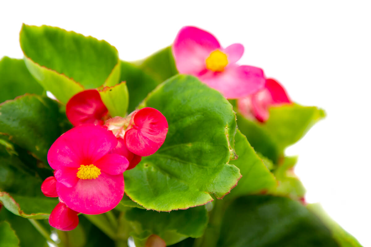 Begonia Siempreflor - Floristería Basusta