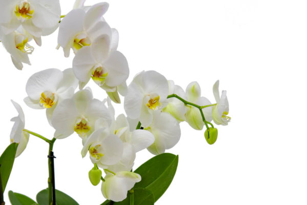 Composición de orquídeas blancas. - Imagen 3