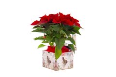 Poinsetia en caja