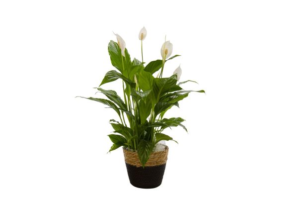 cesta negra planta Spathiphyllum