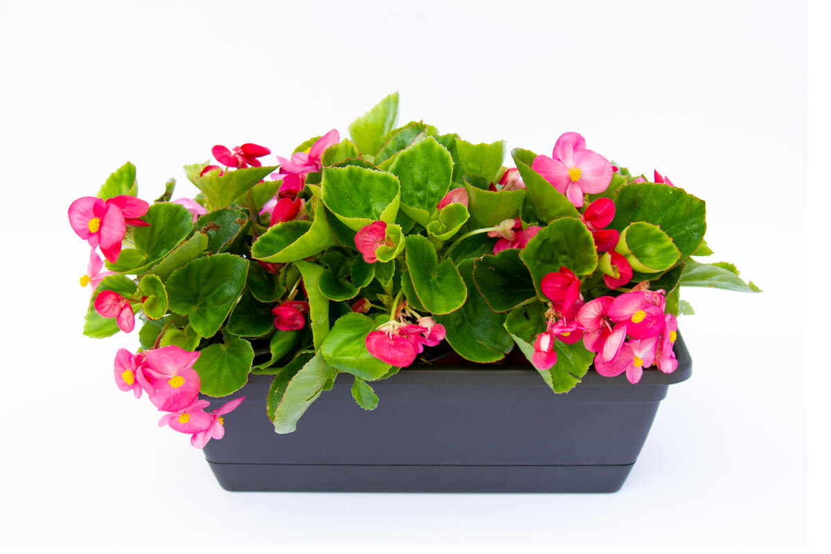 Jardinera VENEZIA con Begonia Siempreflor transplantadas - Floristería  Basusta