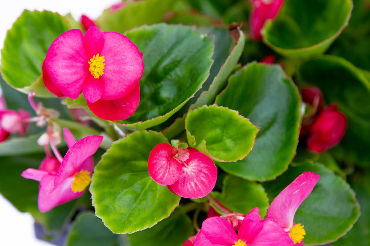 Jardinera VENEZIA con Begonia Siempreflor transplantadas - Floristería  Basusta