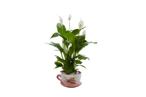 planta-taza-ceramica