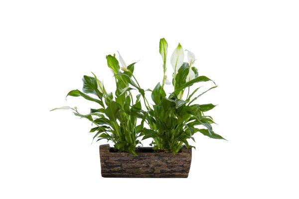 Maceta tronquito con Spathiphyllum