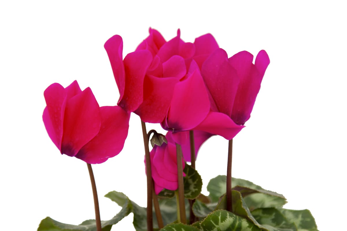 cyclamen landarea