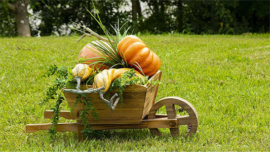 plantar-plantas